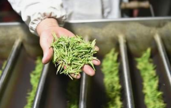 中国第二大普洱茶澜沧古茶拟主板挂牌上市
